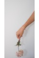 The Vincta Rosea Bracelet The Vincta Rosea Bracelet