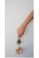 The Lumina Umbra Bracelet The Lumina Umbra Bracelet