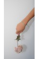 The Nexa Unda Bracelet The Nexa Unda Bracelet